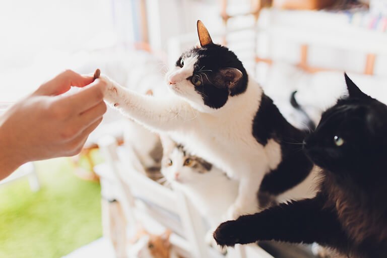 おやつをもらおうとする猫達